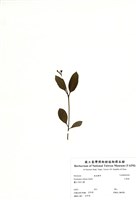 藏品(大葉桉)的圖片